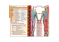 MDpocket Physician Assistant Clinical/Outpatient - 2021